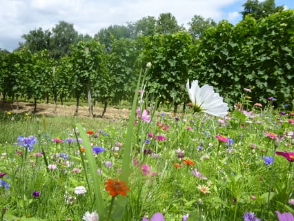 Château de Lisennes_3