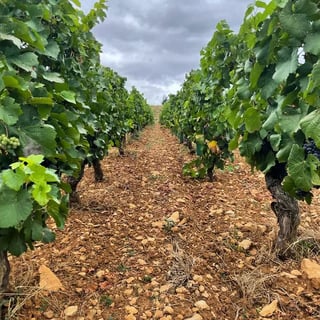 Château de Pierreclos_10