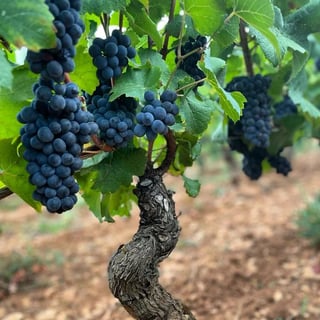 Château de Pierreclos_11