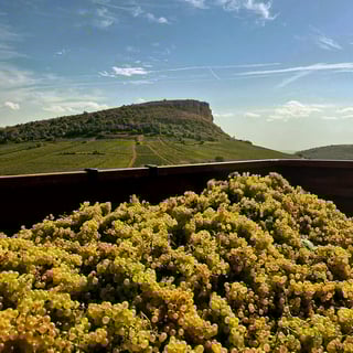 Château de Pierreclos_12