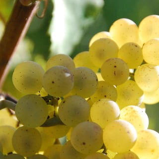 Château de Pierreclos_13