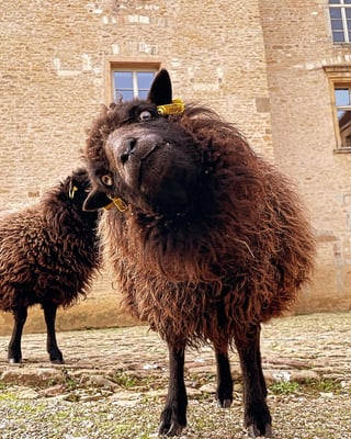 Château de Pierreclos_14