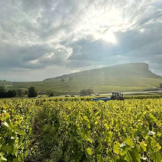 Château de Pierreclos_8