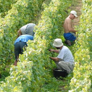 Château de Pierreclos_9