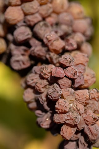 Château du Breuil_5