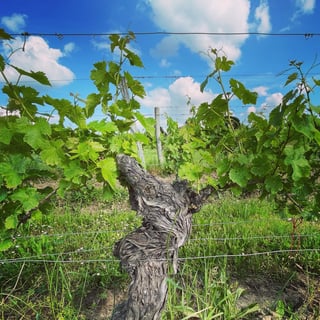 Château lIndécise_4