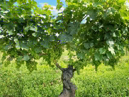 Château lIndécise_5