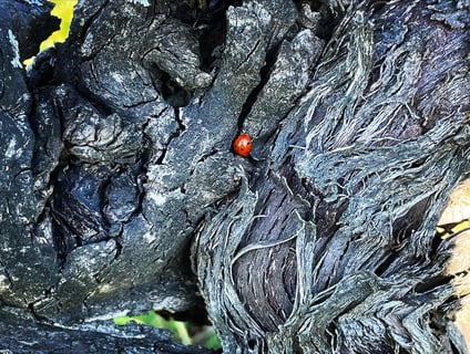 Château lIndécise_9