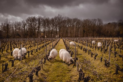 Chateau Bois de la Gravette_3