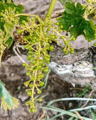 Chateau Bois de la Gravette_5