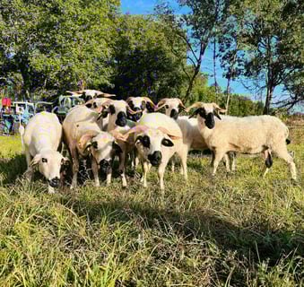 Chateau Bois de la Gravette_6
