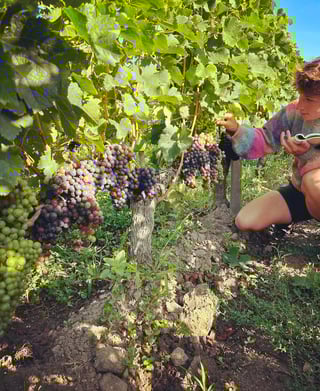 Chateau Bois de la Gravette_7