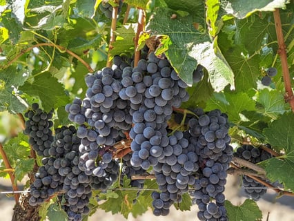 Chateau Bois de la Gravette_8