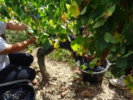 Chateau Grand Ormeau_3