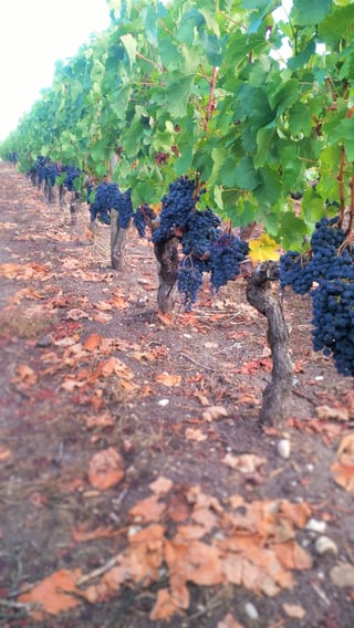 Chateau Tour Saint Fort_5