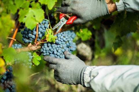 Chateau Tour Saint Fort_6