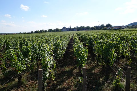 Christophe Bouvier_2