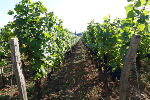 Christophe Bouvier_3