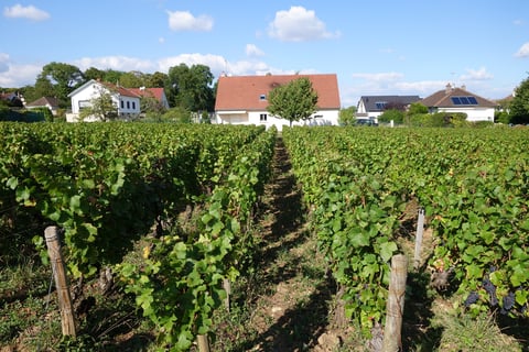 Christophe Bouvier_4