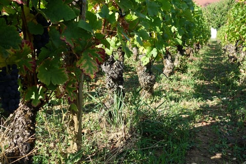 Christophe Bouvier_5