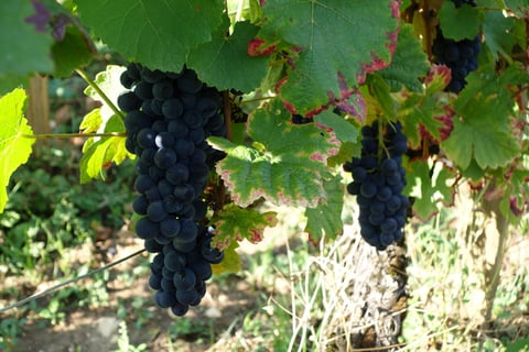 Christophe Bouvier_7