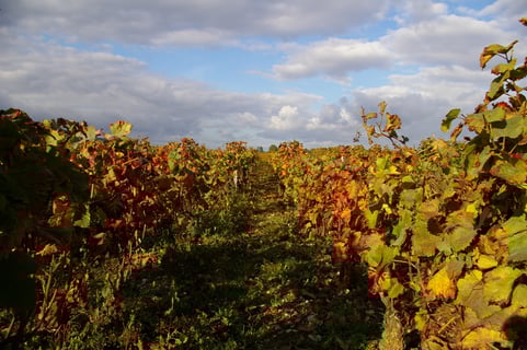 Christophe Chevaux_2