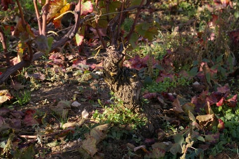 Christophe Chevaux_3