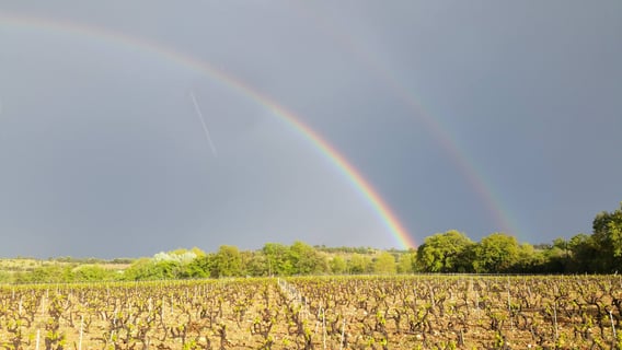 Clos Saint Georges_4