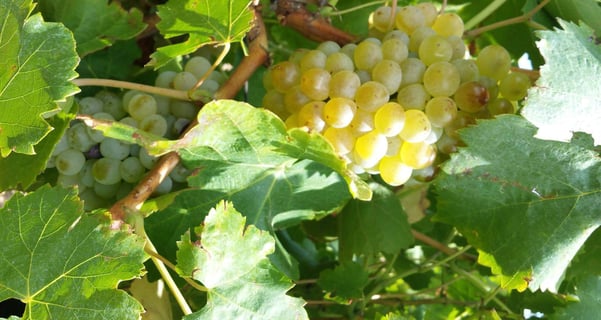 Clos Saint Georges_5