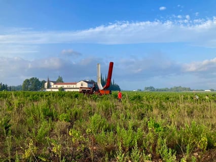 Clos Saint Georges_6