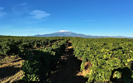 Clos Saint Georges_8