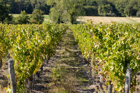 Complices de Loire_5