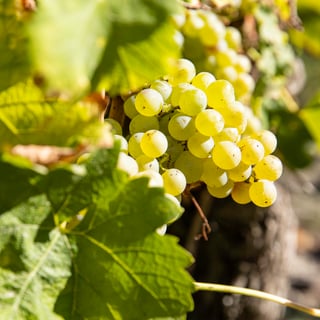 Complices de Loire_7