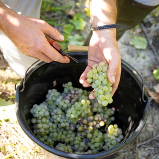 Complices de Loire_8