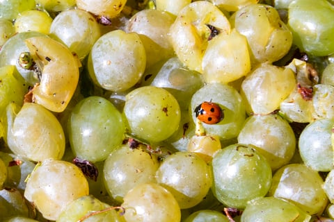 Complices de Loire_9