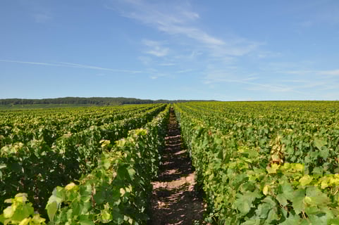 Delavenne Père & Fils_4