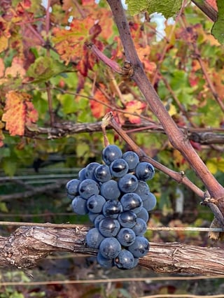 Delavenne Père & Fils_6