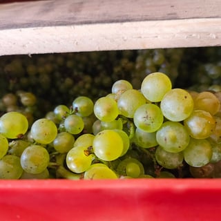 Delavenne Père & Fils_7