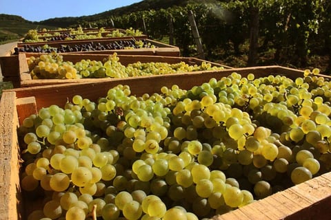 Domaine Baud Génération 9_5