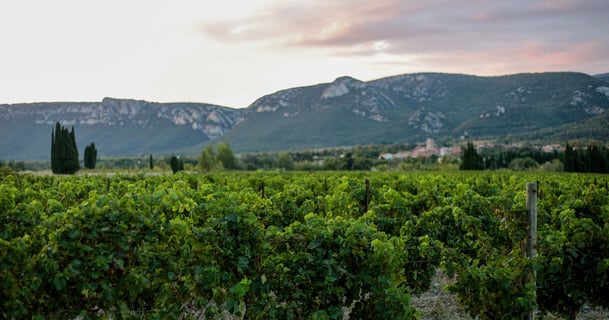 Domaine Blanc Plume_4