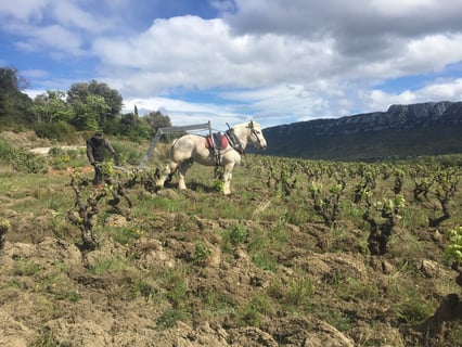 Domaine Blanc Plume_5