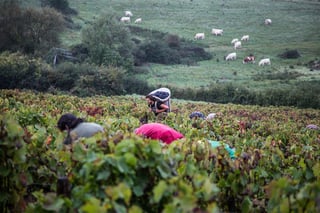 Domaine Coteaux des Margots_1