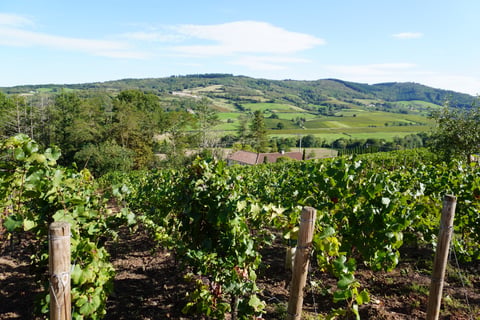 Domaine Coteaux des Margots_1