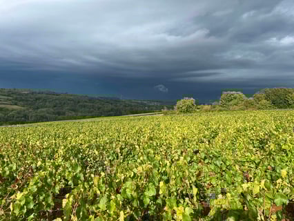 Domaine Demontmerot_2