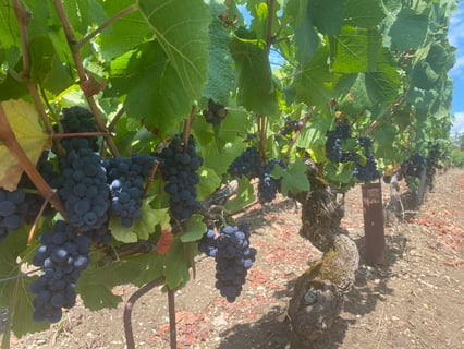 Domaine Demontmerot_4