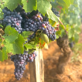 Domaine Demontmerot_5