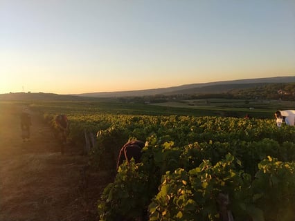 Domaine Demontmerot_7