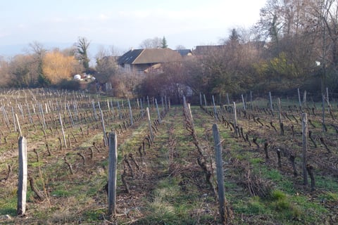 Domaine Giachino_4