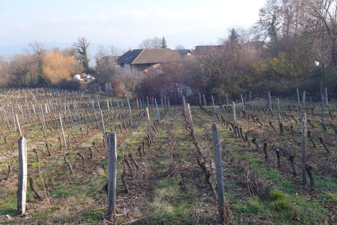 Domaine Giachino_5