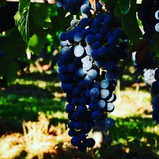 Domaine Haut Ventenac_10